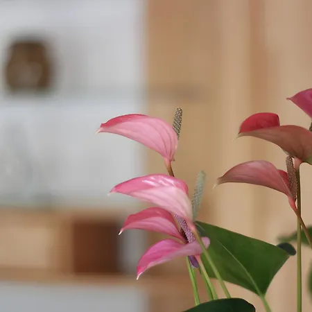 Heimenberg Bad Rippoldsau-Schapbach